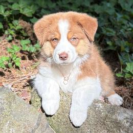 Angelica (green collar) - Red tri-color female Australian Shepherd puppy in Castle Rock, Washington from Zoolo Kennels “HOF”
