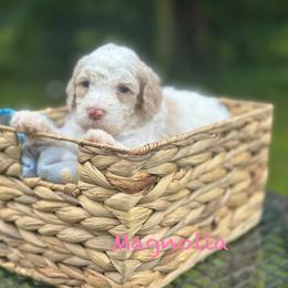 Magnolia - Apricot female Goldendoodle puppy in Sanderson, Florida from Serenity Goldendoodles