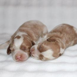 Cavapoochon puppies from Timshell Farm Specialty Crossbreed Puppies