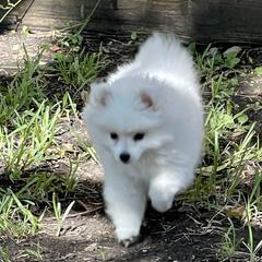 American Eskimo Dog Puppies from Soleil American Eskimos