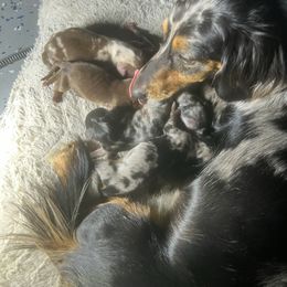 Dachshund puppies from Chupp’s Puppies