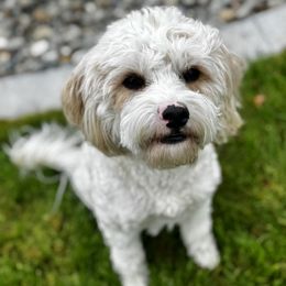 Charley - Cavapoo