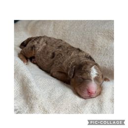 Chip - Chocolate merle male Bernedoodle puppy in Hillsboro, Oregon from Myt fine doodles