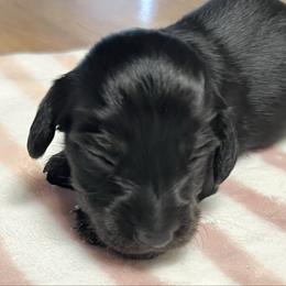 Romeo Valentine - Black and cream male Dachshund puppy in Prescott, Arizona from Dachshund Family Love Breeders