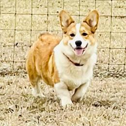 Henri - Pembroke Welsh Corgi