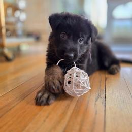 Purple collar (Bucky) - Black and red male German Shepherd puppy in Hermitage, Pennsylvania from Shepherds of the Hundred Acres