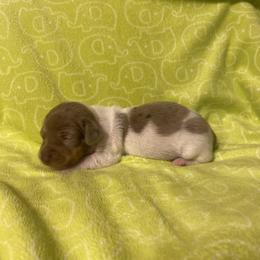 Addie - Piebald female Dachshund puppy in Richmond, Virginia from Paw Prints