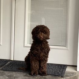 Australian Labradoodle Puppies from Aurora Australian Labradoodles