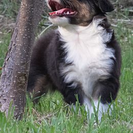Miniature Australian Shepherd Puppies from Sand Dollar Aussies