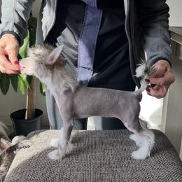 Chinese Crested and Russell Terrier Puppies from Jumping Jacks Russells