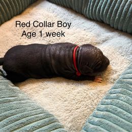 Red collar boy - Black tan and white male American Hairless Terrier puppy in Smith Center, Kansas from Wilsong Kennel