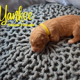 Goldendoodle Puppies from Wild Blum Doodles