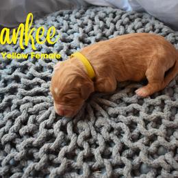 Goldendoodle Puppies from Wild Blum Doodles