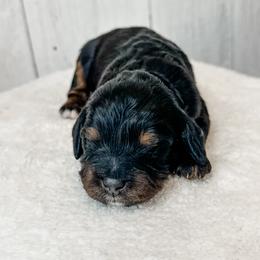 David - Black tri-color male Assorted Doodle Crosses puppy in Arlington, Washington from Doodle Love Laugh