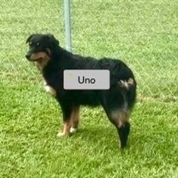 UNO - Australian Shepherd