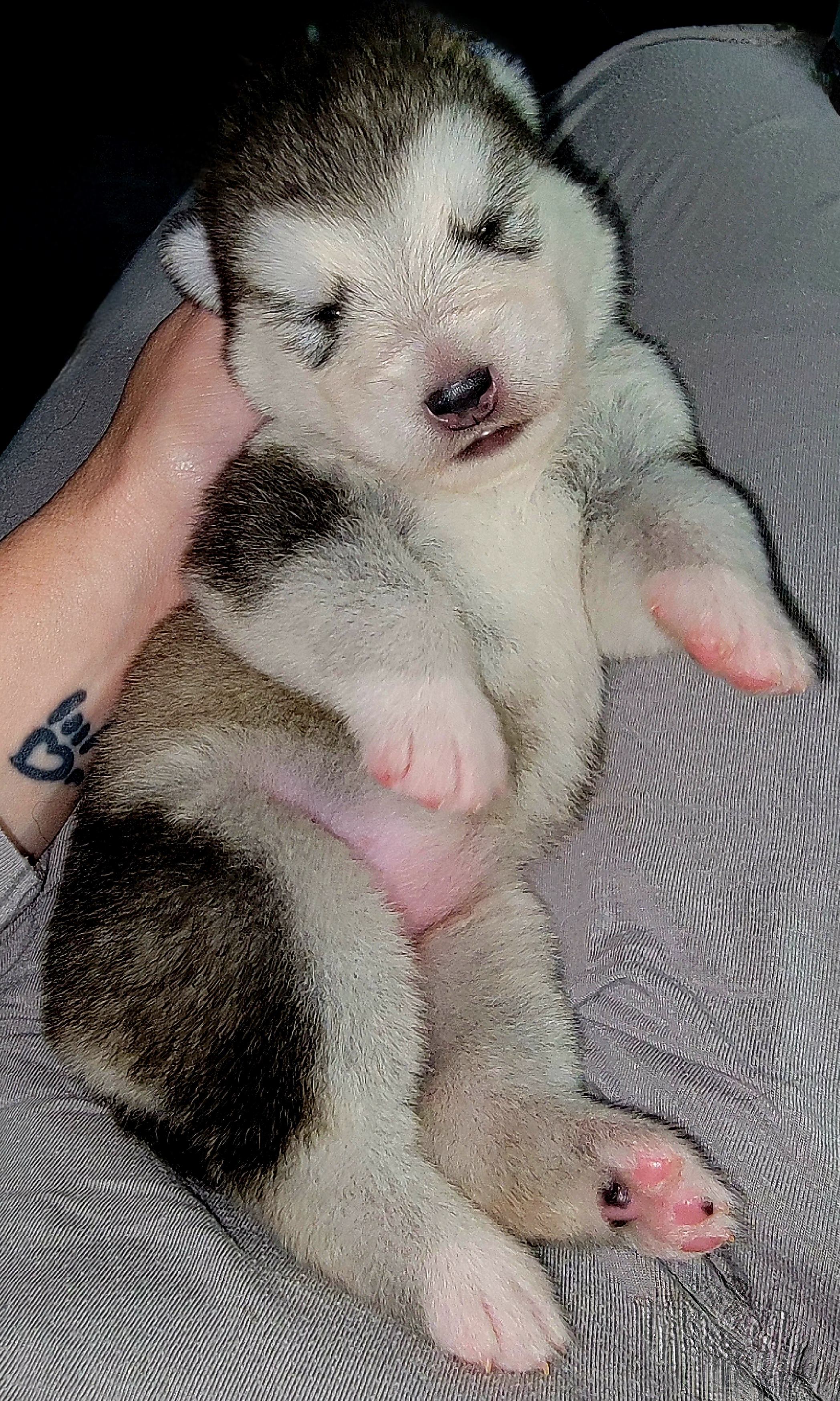 Girl 1 - Gray and white Alaskan Malamute puppy in Cogan Station, Pennsylvania from Edgend Alaskan Malamutes