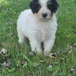 Dinomo - Black and white male Aussiedoodle puppy in Morganton, North Carolina from David Shields