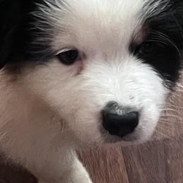 Australian Shepherds from Emerald Coast Australian Shepherds