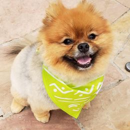 Pomeranians from Journey Reign Kennels