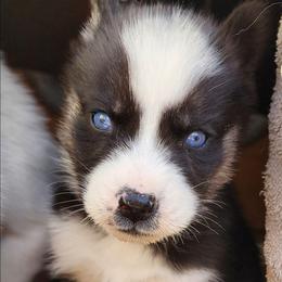 Cas - Black tan and white male Siberian Husky puppy in Madison, Georgia from Thornbury Kennel