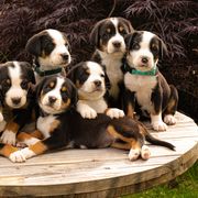 Greater Swiss Mountain Dogs from Jessie Eschweiler