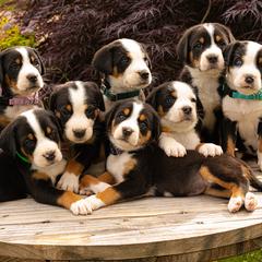 Greater Swiss Mountain Dogs from Jessie Eschweiler