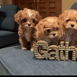 Cavapoo Puppies from Stephanie Abbott