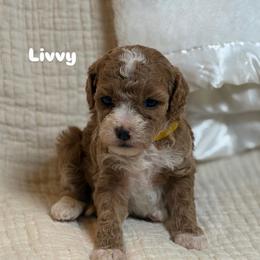 Livvy - Red  female Goldendoodle puppy in Estesburg, Kentucky from Wet Goldendoodle Kisses