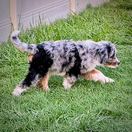 Taco - Blue merle female Bernedoodle puppy in Roy, Utah from Doodles are Amazing