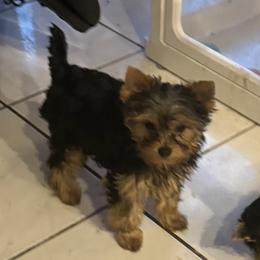 Rocky - Blue and gold male Yorkshire Terrier puppy in Trinity, Florida from Sassyville Yorkies