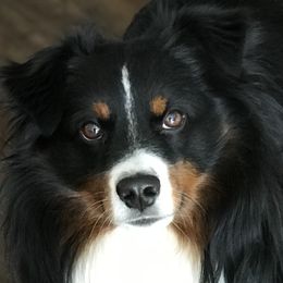 Buck - Miniature Australian Shepherd