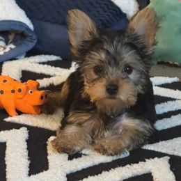 Carter - Black and gold male Yorkshire Terrier puppy in Tyler, Texas from YorkiStars