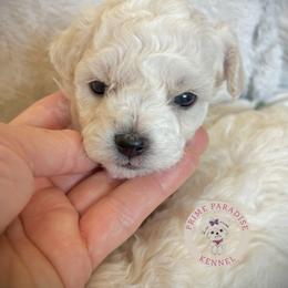Storm - White female Bichon Frise puppy in Upland, California from Prime Paradise Kennel