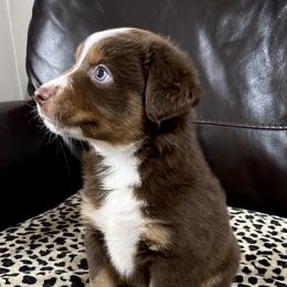 Miniature Australian Shepherd and Toy Australian Shepherd Puppies from Triple J Aussies