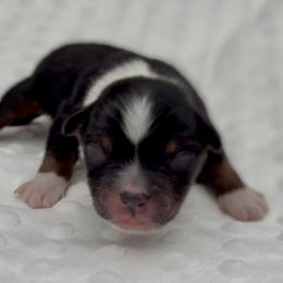 Honor - Black tri male Miniature Australian Shepherd puppy in Norman, Oklahoma from Raised Right Pups