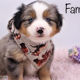 Miniature American Shepherd and Miniature Australian Shepherd Puppies from Borderview Aussies