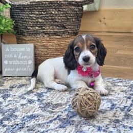 AKC Meet Chloe :) - Piebald female Dachshund puppy in Centerville, Iowa from Barnyard Dachshunds, Dals & Doodles