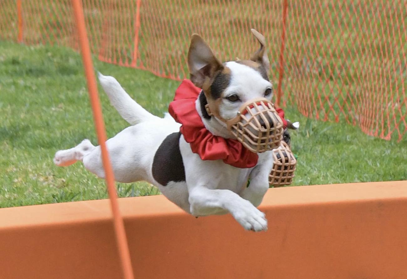 Fair Dinkum Jack Russell Terriers in California | Jack Russell