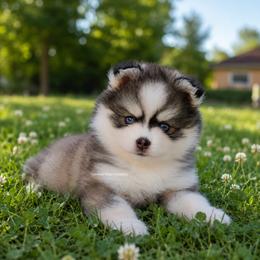 Hayden - Gray and white male Pomsky puppy in Loxahatchee, Florida from Cardinal Point Pomskies