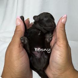 Benny - Chocolate male Yorkipoo puppy in Waldorf, Maryland from Luv My Yorkies, LLC