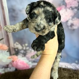 Sharky - Merle male Goldendoodle puppy in Grove, Oklahoma from Guinn Family Farms