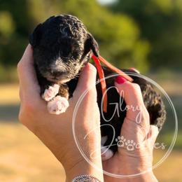 Orange - Tri-color male Bernedoodle puppy in Rockwall, Texas from Glory Doodles