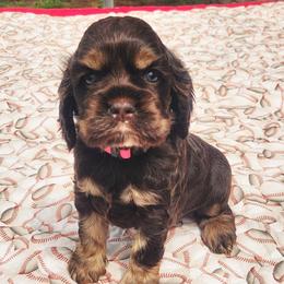Pink Girl - Brown white and tan female Cocker Spaniel puppy in Beggs, Oklahoma from Southern Country Cockers
