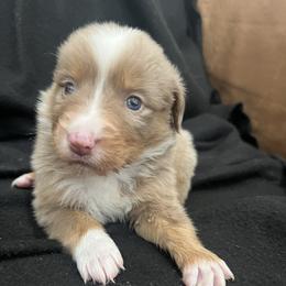 Boy 2 - Red merle male Miniature Australian Shepherd puppy in Lubbock, Texas from Reveille awesome aussies