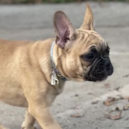 French Bulldogs from Lottie's Frenchies