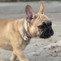 French Bulldogs from Lottie's Frenchies