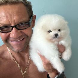 Versace - White male Pomeranian puppy in Charlotte, North Carolina from Kouture Pomeranians