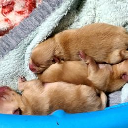 Pomeranian puppies from Merri's Pom's