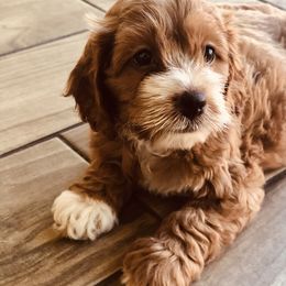 Cockapoo Puppies from Benji’s Cockapoos