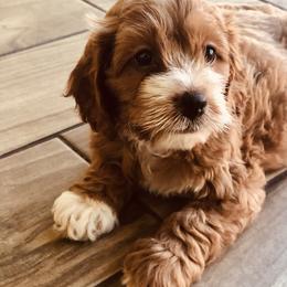 Cockapoo Puppies from Benji’s Cockapoos